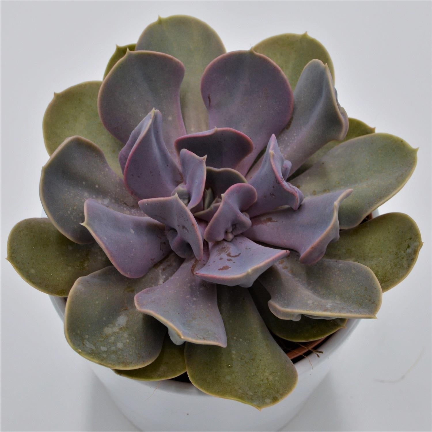 pasiora-echeveria-trompette-sukkulente-12-cm-topf image 2