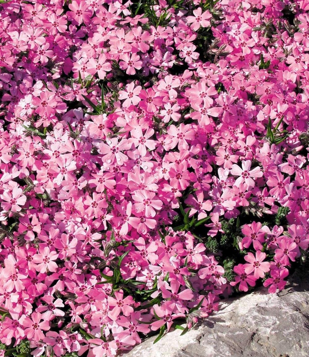 baldur-garten-8er-bodendecker-phlox-mix-flowers-of-the-sea-9x9-cm-topf image 2