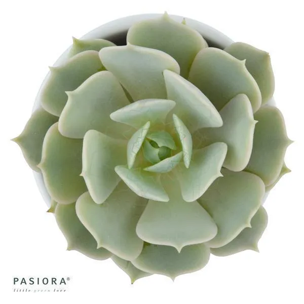 pasiora-echeveria-lola-hybrid-sukkulente-5-5cm image 1