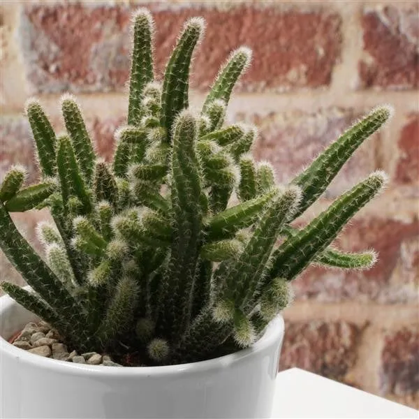 pasiora-rhipsalis-horrida-korallenkaktus-5-5cm-topf image 1