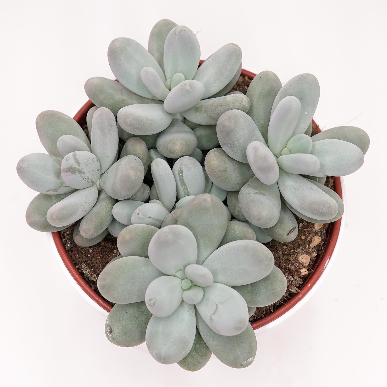 pasiora-pachyphytum-oviferum-sukkulente-im-15cm-topf image 2