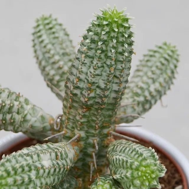 pasiora-euphorbia-mammillaris-f-variegata-sukkulente-12-cm-topf image 1