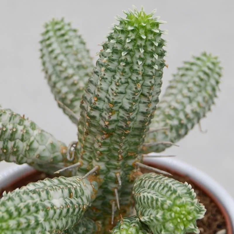 pasiora-euphorbia-mammillaris-f-variegata-sukkulente-12-cm-topf image 1