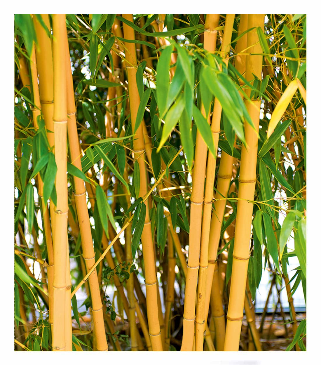 baldur-garten-winterharte-bambus-hecke-fargesia-murielae-simba-10er-set-9x9-cm-t image 8