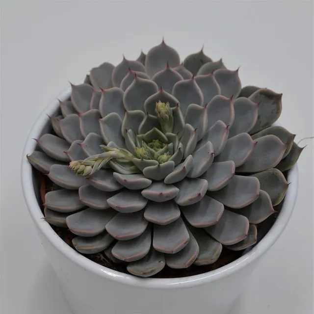 pasiora-echeveria-cuspidata-var-zaragoza-pink-10-5cm image 1