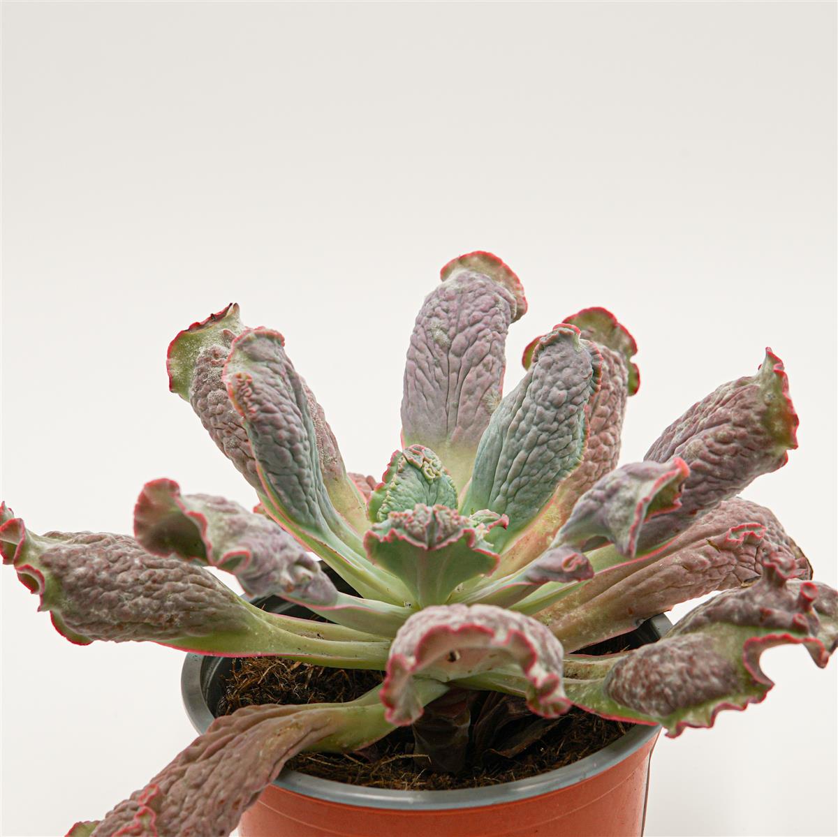 pasiora-echeveria-paul-bunyan-sukkulente-im-13cm-topf image 2