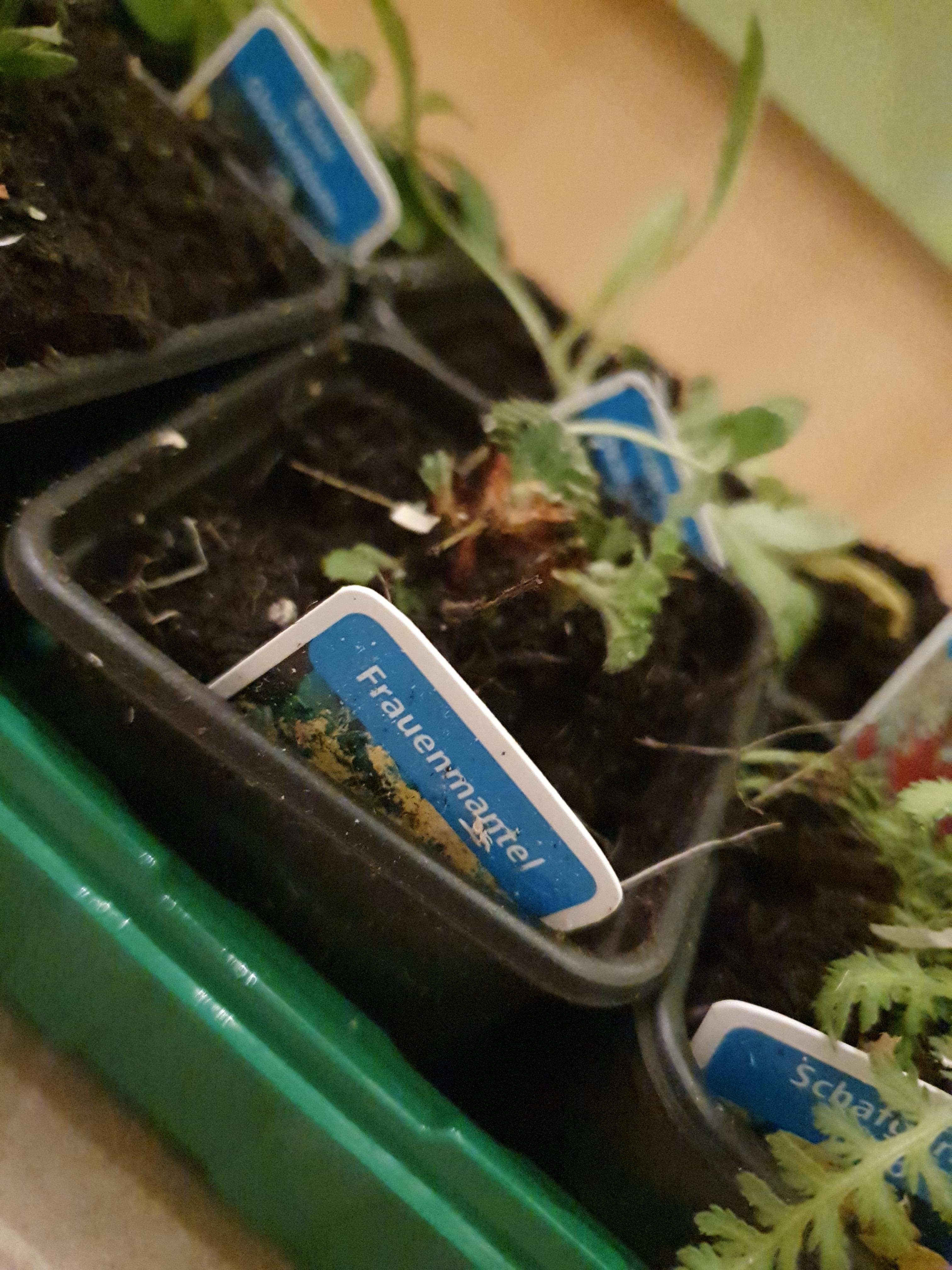 Gute Beetstarter