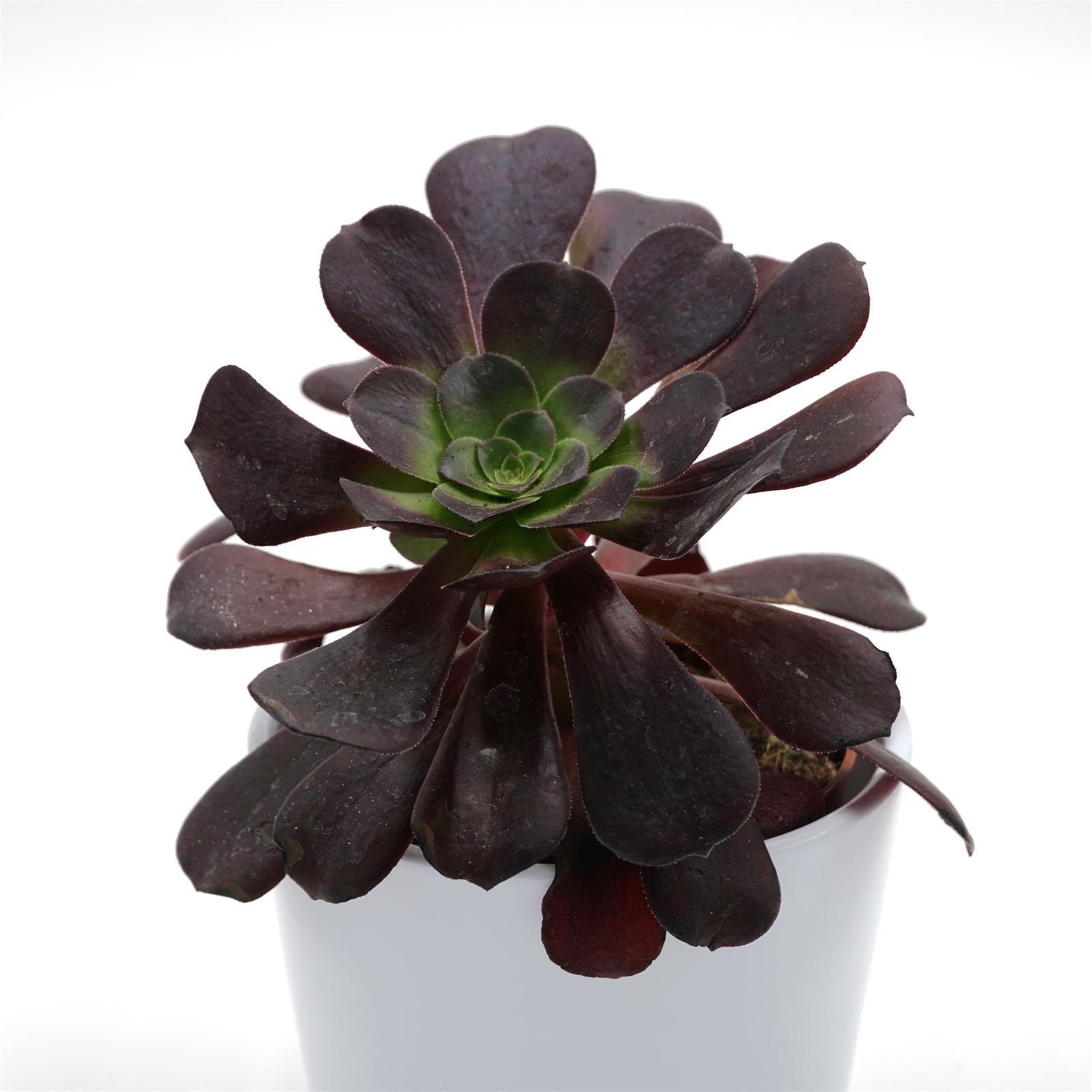 pasiora-aeonium-arboreum-velours-rosettendickblatt-8-5cm-topf image 2
