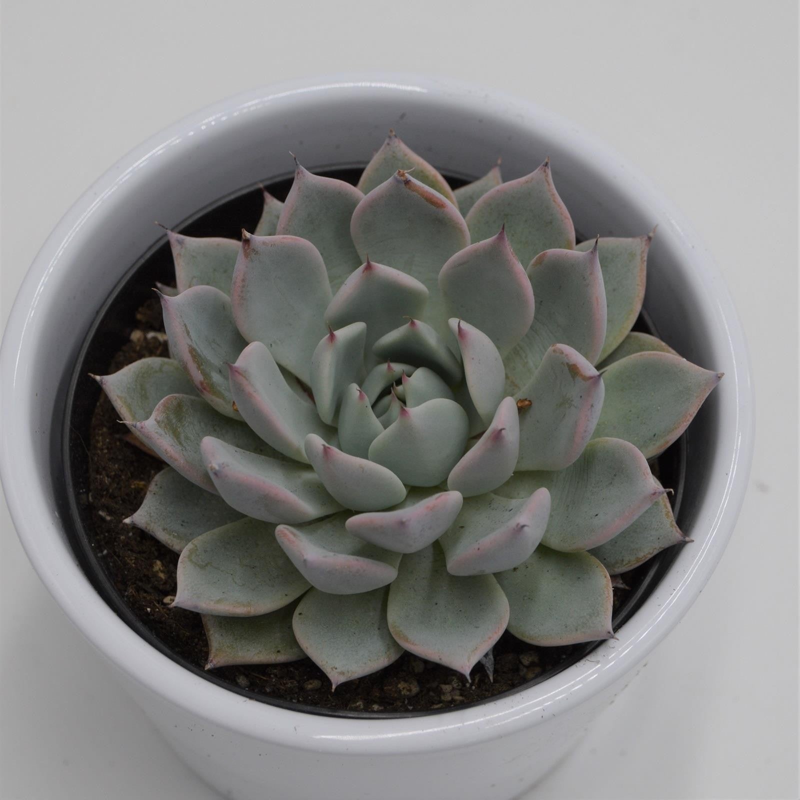 pasiora-echeveria-colorata-rosetten-sukkulente-9-cm-topf image 1
