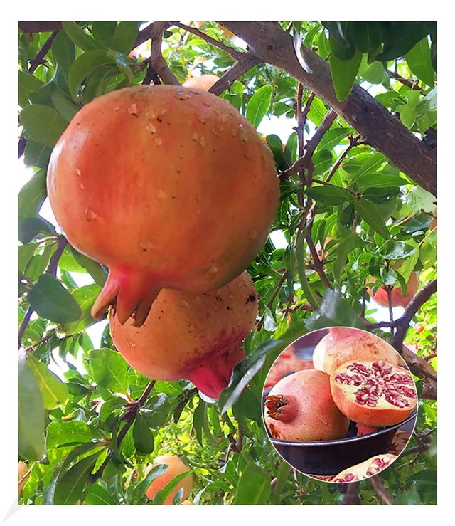 baldur-garten-granatapfel-winterharte-nutz-zierpflanze-im-9x9-cm-topf image 1