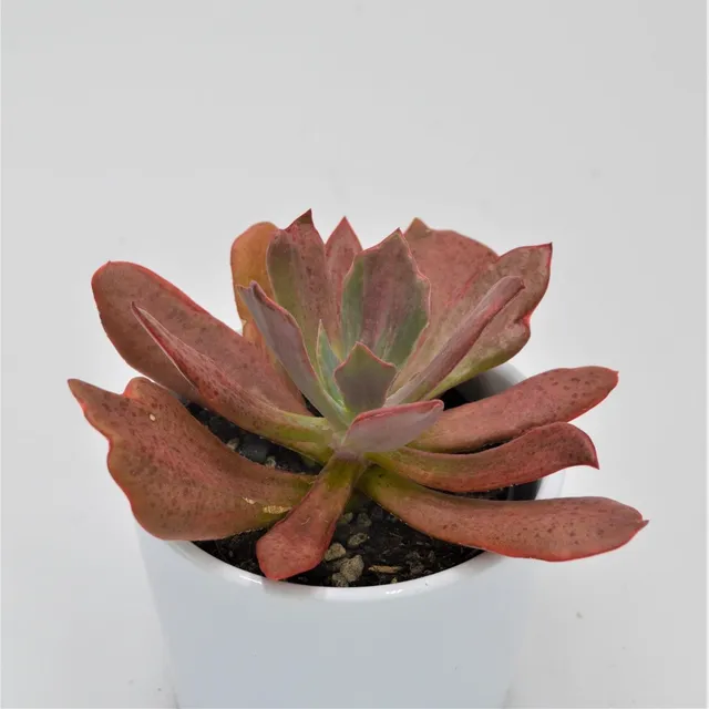 pasiora-echeveria-diamond-state-rosette-9-cm-topf image 1
