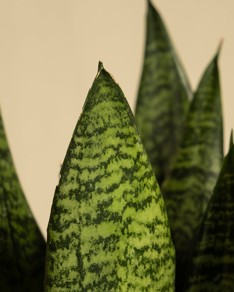 feey-gr-ne-schwiegermutterzunge-sansevieria-klein image 2