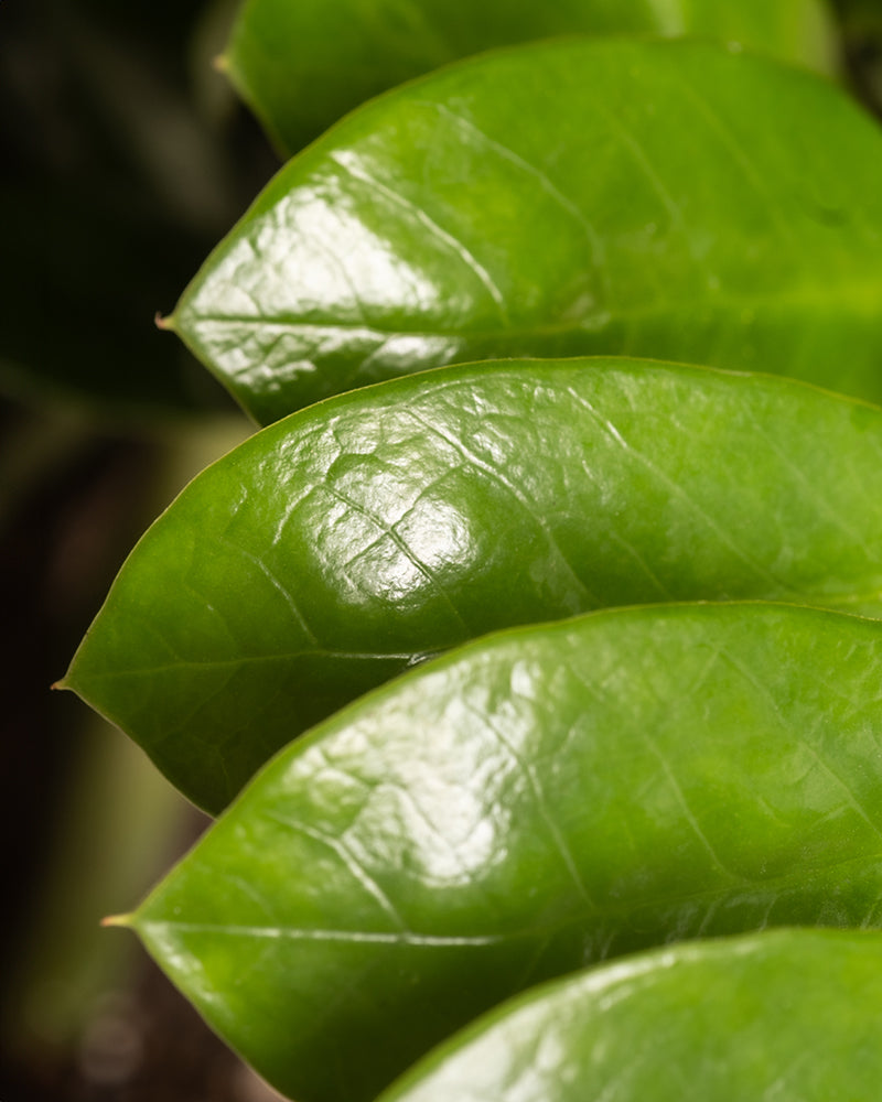 feey-gro-e-gl-cksfeder-zamioculcas-zamiifolia-zimmerpflanze image 6
