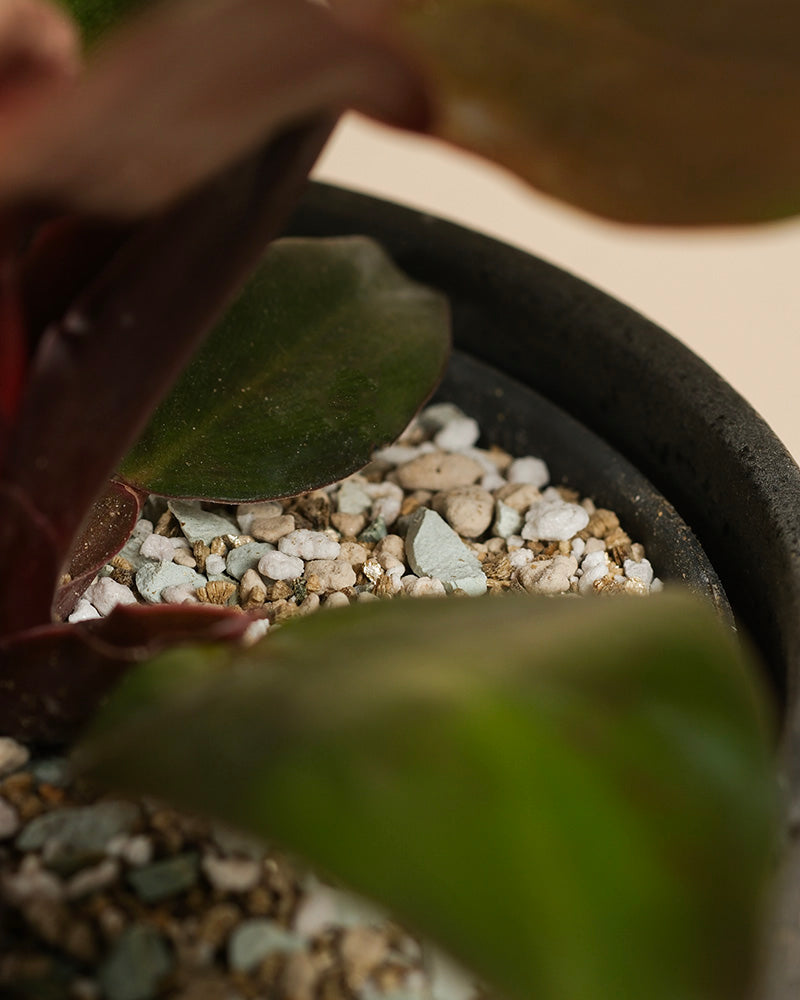 feey-philodendron-red-sun-zimmerpflanze-mit-rotem-austrieb image 6