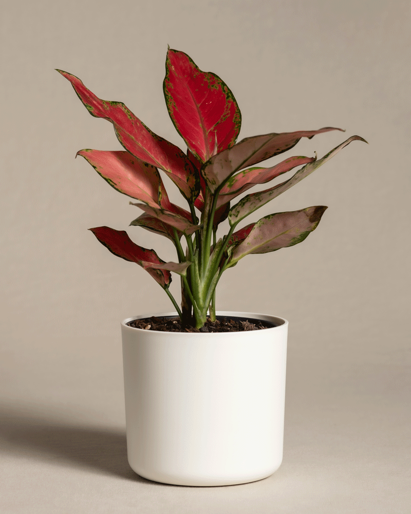 feey-aglaonema-cherry-baby-zimmerpflanze-20-30-cm image 7