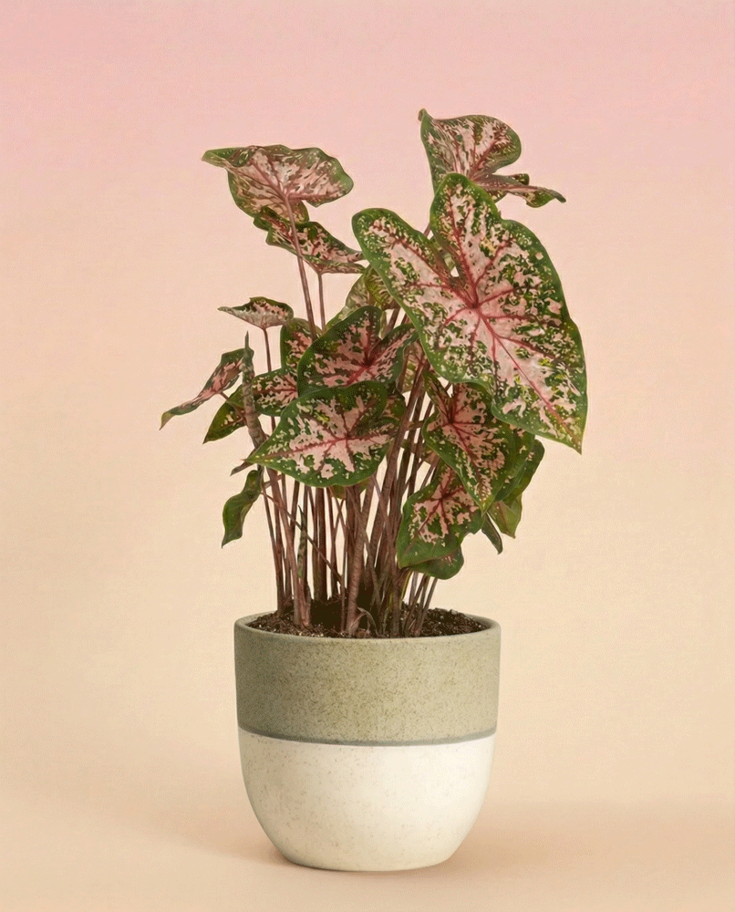 feey-caladium-carolyn-whorton-zimmerpflanze-mit-rosa-gr-nen-bl-ttern image 5