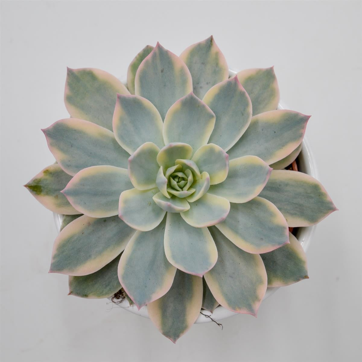 pasiora-echeveria-subessilis-f-variegata-sukkulente-10-5cm image 1