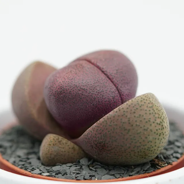 pasiora-pleiospilos-nelii-v-rubra-sukkulente-5-5cm-topf image 1