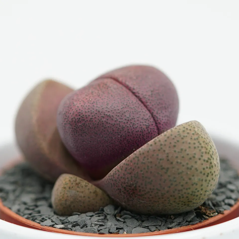 pasiora-pleiospilos-nelii-v-rubra-sukkulente-5-5cm-topf image 1