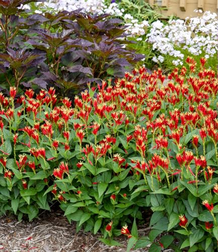 baldur-garten-spigelia-little-redhead-pflanze-im-9x9-cm-topf-winterhart image 4