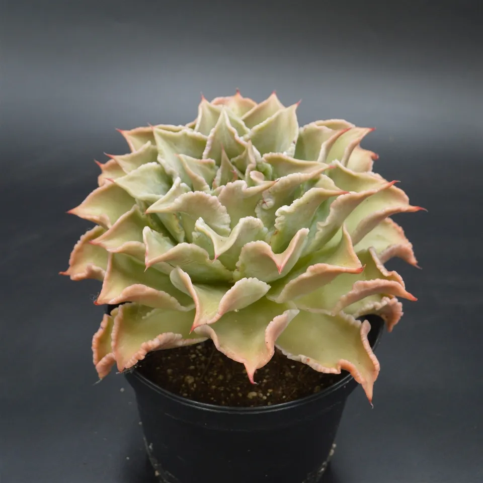 pasiora-echeveria-madiba-xxl-einzelst-ck-rarit-t image 1