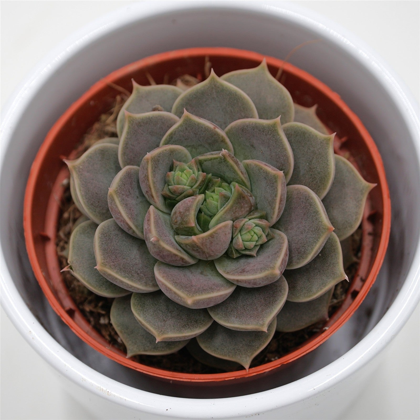 pasiora-echeveria-marsic-sukkulente-8-5-cm-topf image 2