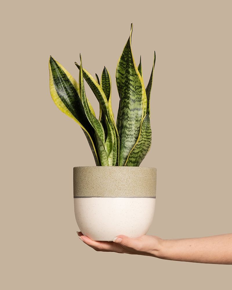 feey-schwiegermutterzunge-sansevieria-trifasciata-laurentii-zimmerpflanze image 1