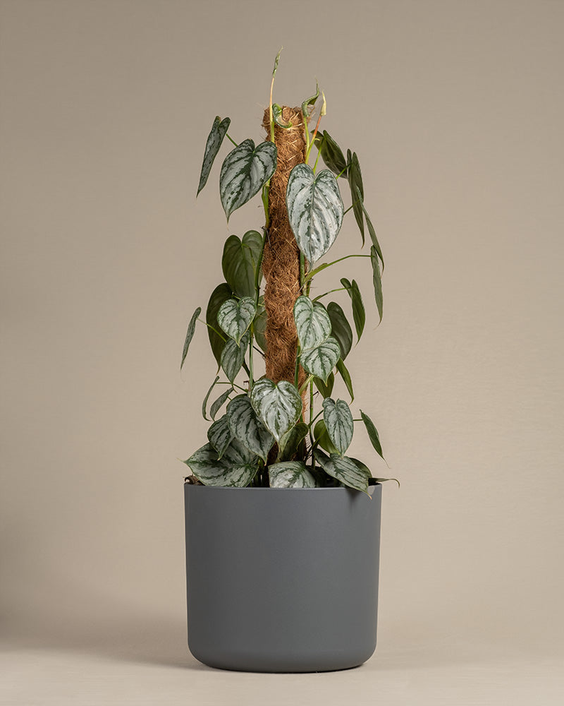 feey-philodendron-brandtianum image 7