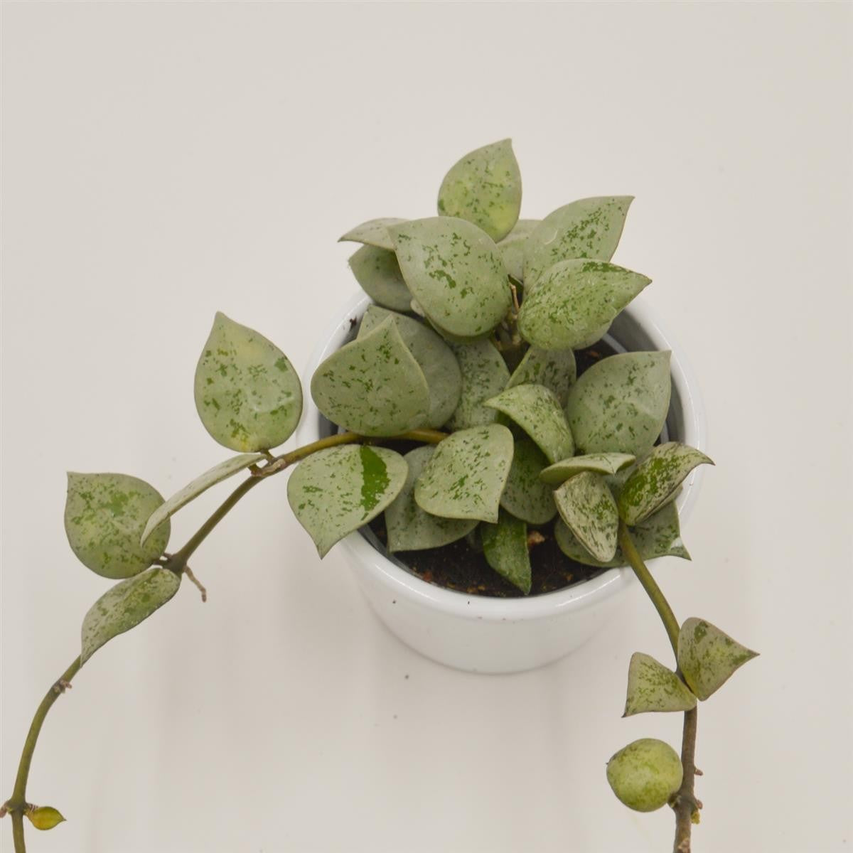 pasiora-hoya-krohniana-eskimo-h-ngepflanze-6cm image 2