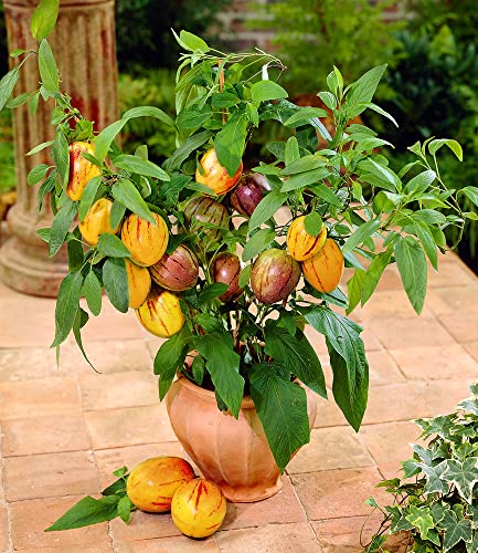 baldur-garten-melonenbirne-sugar-gold-pflanze-im-10-5-cm-topf image 6