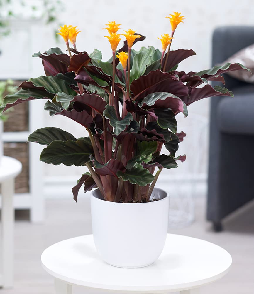 baldur-garten-spathiphyllum-einblatt-55-65-cm-im-17-cm-topf image 4