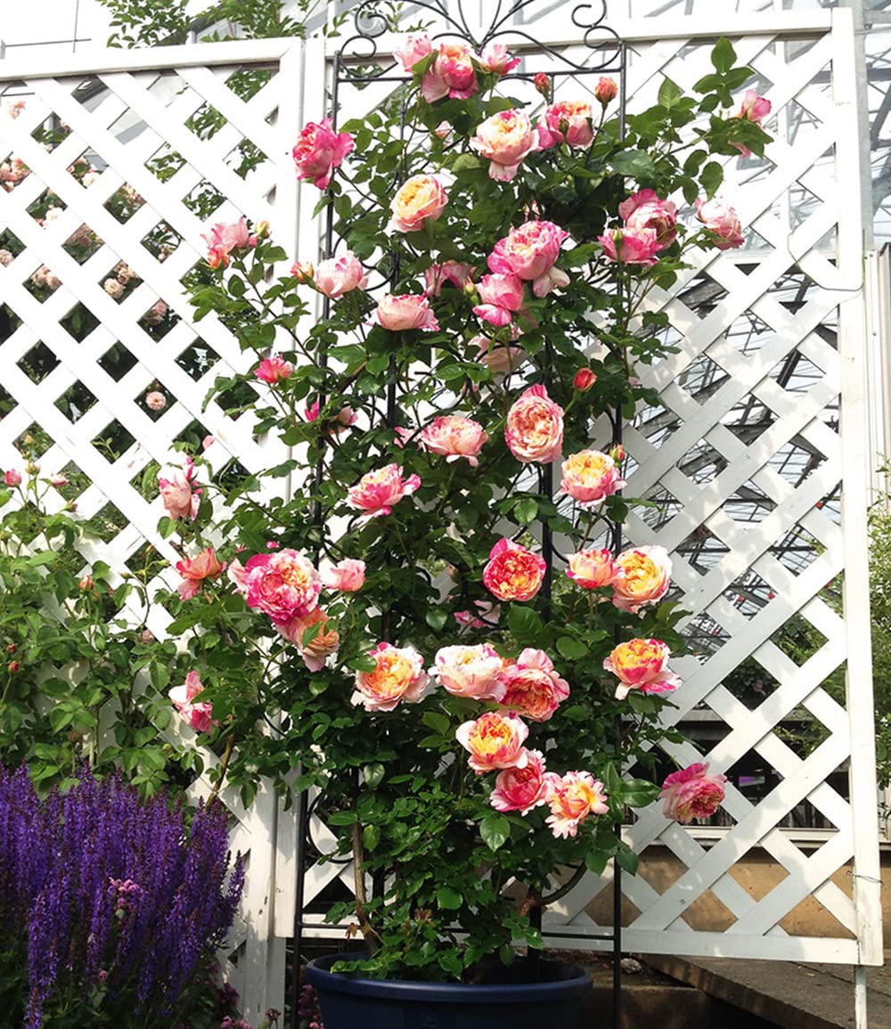 baldur-garten-kletter-rose-julie-andrieu-winterhart-wurzelnackt image 4