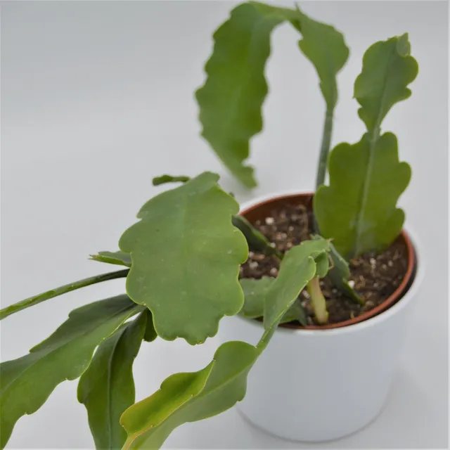pasiora-epiphyllum-beavertail-blattkaktus-12cm-topf image 1