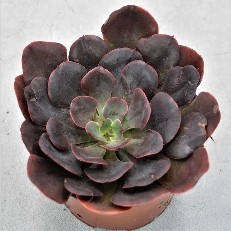 pasiora-echeveria-red-prince-echeverie-13cm-topf image 1