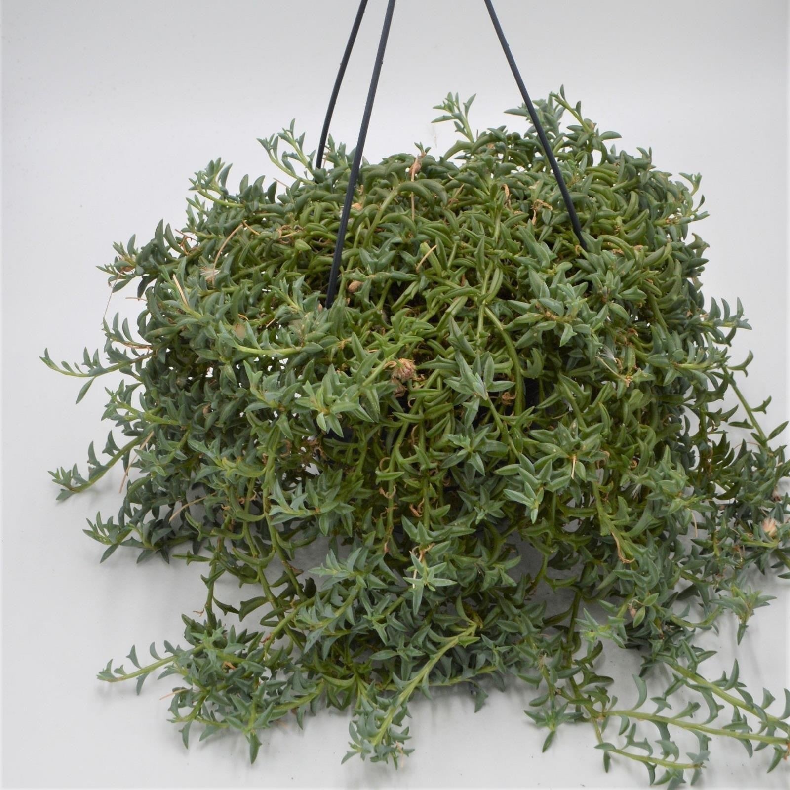 pasiora-senecio-peregrinus-string-of-dolphins-ampel-15-cm image 1