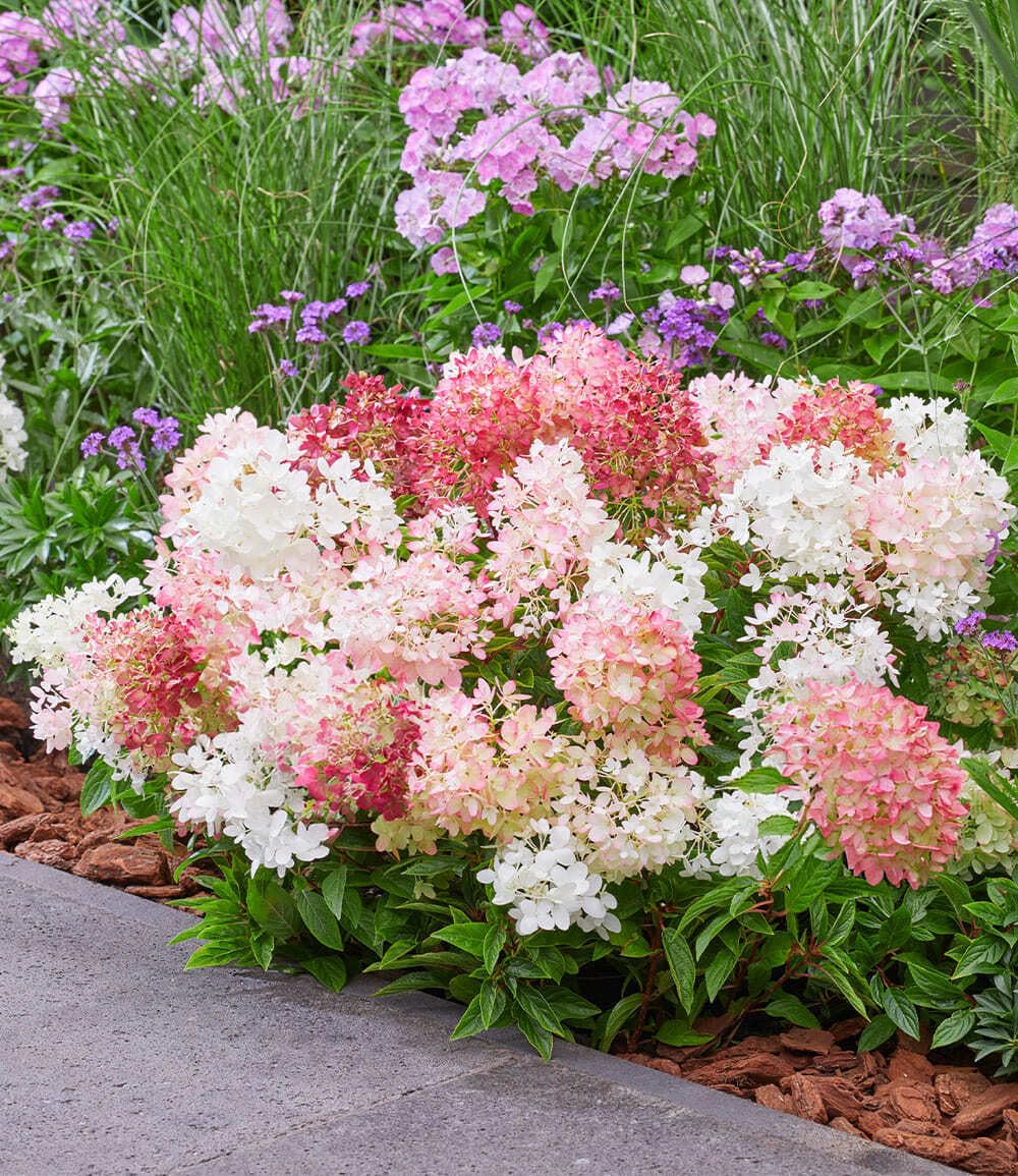 baldur-garten-niedrige-hortensie-groundbreaker-pflanze-im-14-cm-topf image 3