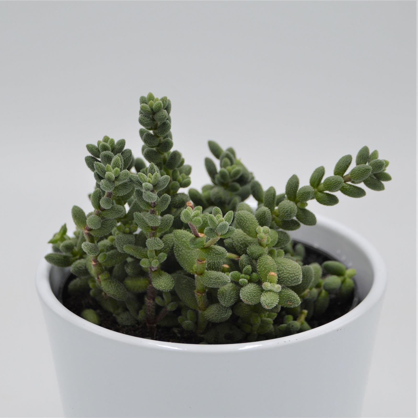pasiora-crassula-mesembryanthemoides-hispida-sukkulente-12-cm-topf image 1