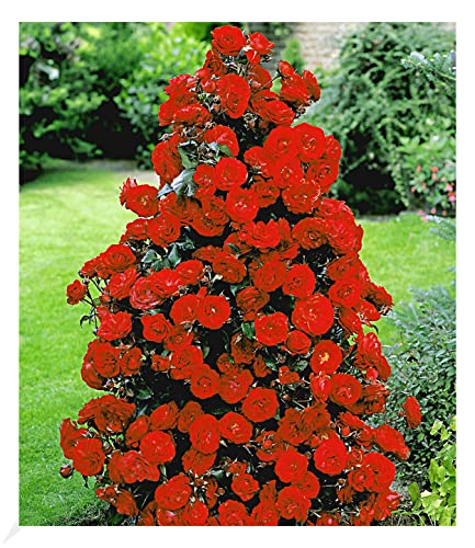 baldur-garten-rote-duft-strauchrose-pflanze-wurzelnackt image 3