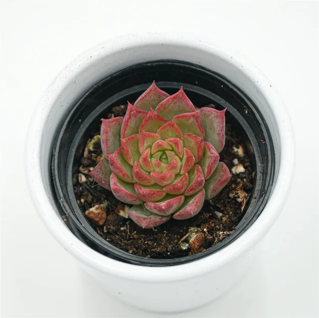 pasiora-echeveria-conch-sukkulente-6cm-topf image 1
