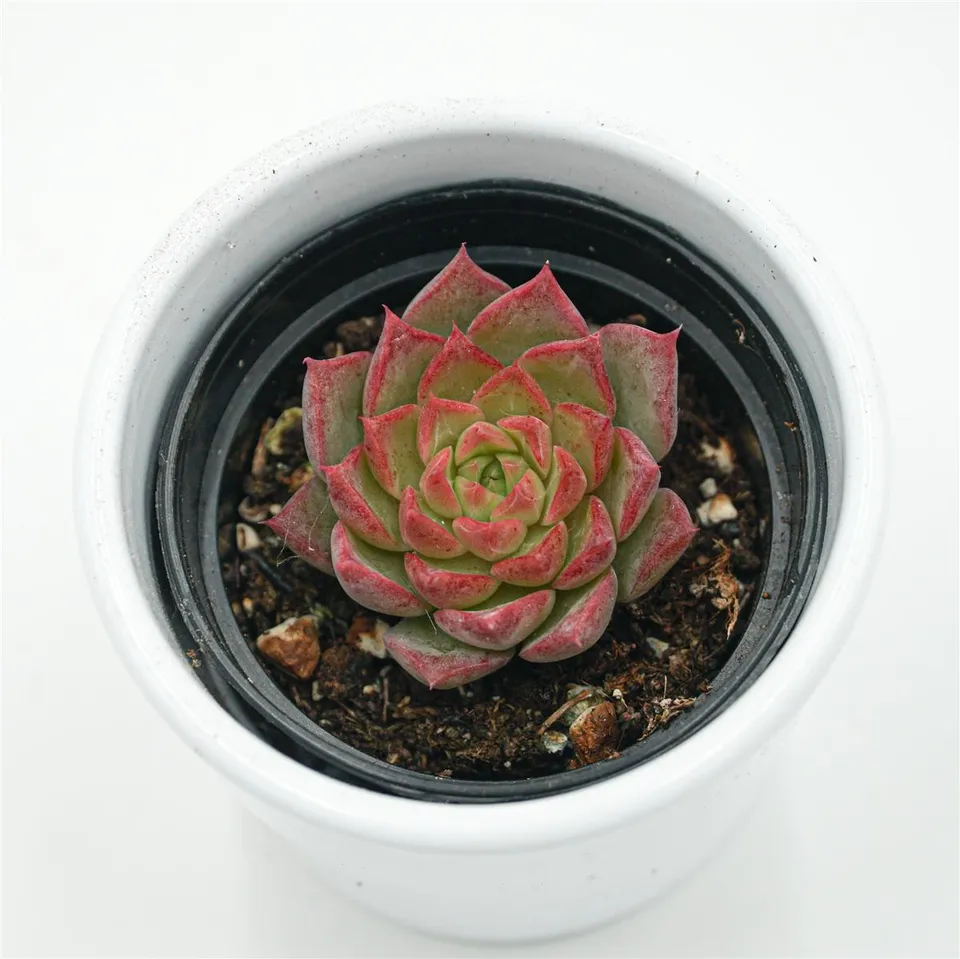 pasiora-echeveria-conch-sukkulente-6cm-topf image 1
