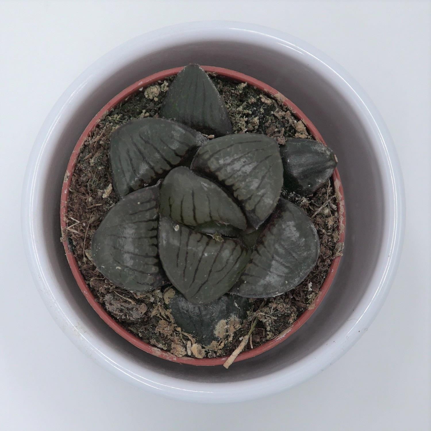 pasiora-haworthia-hybrid-sukkulente-im-5-5cm-topf-halbschattig image 1