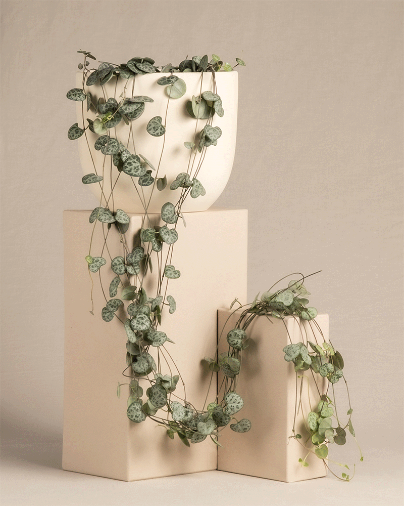 feey-leuchterpflanze-ceropegia-woodii-string-of-hearts-h-ngepflanze-klein image 6
