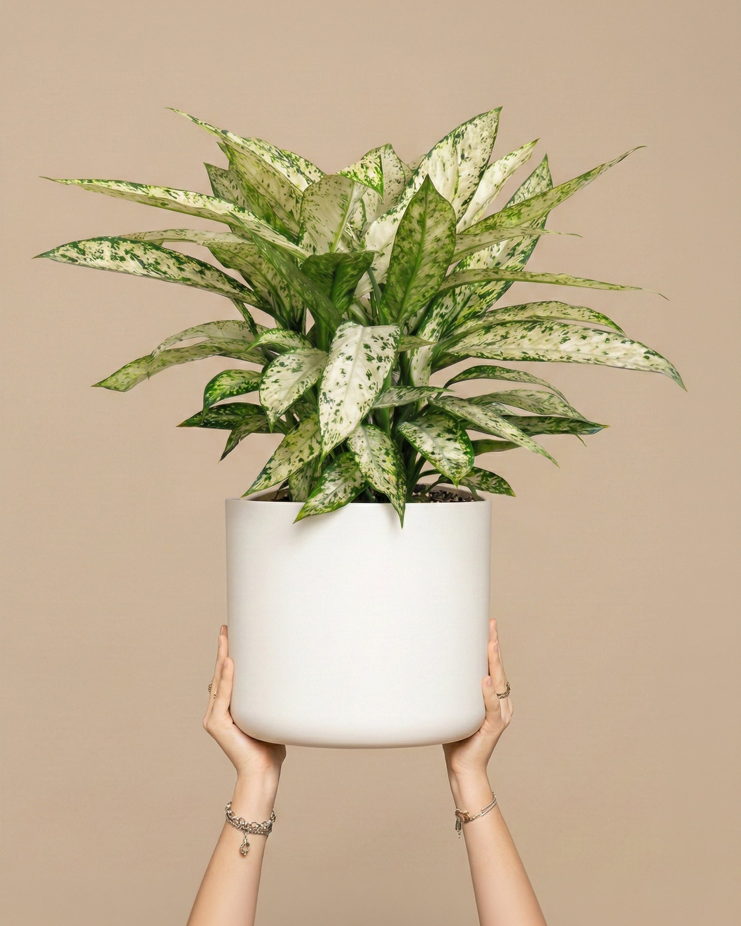 feey-dieffenbachia-vesuvius-zimmerpflanze-gro image 1