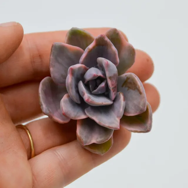 pasiora-graptoveria-mrs-richards-f-variegata-8-5cm-topf image 1