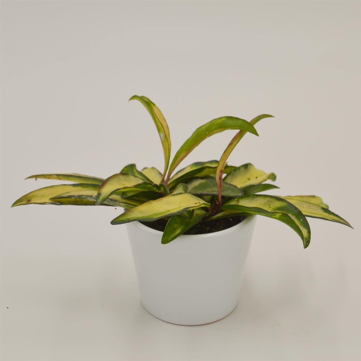 pasiora-hoya-wayetii-tricolor-f-variegata-6cm-topf image 2