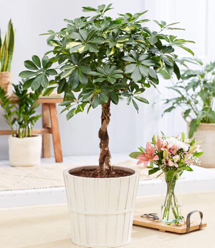baldur-garten-schefflera-gold-capella-geflochtener-stamm-19-cm-topf image 2