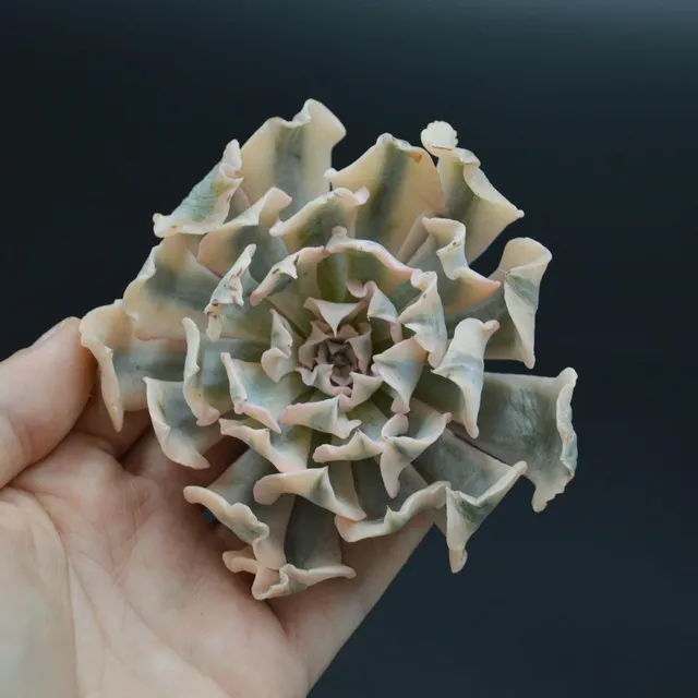 pasiora-echeveria-liberia-f-variegata-steckling-indoor-sukkulente image 1