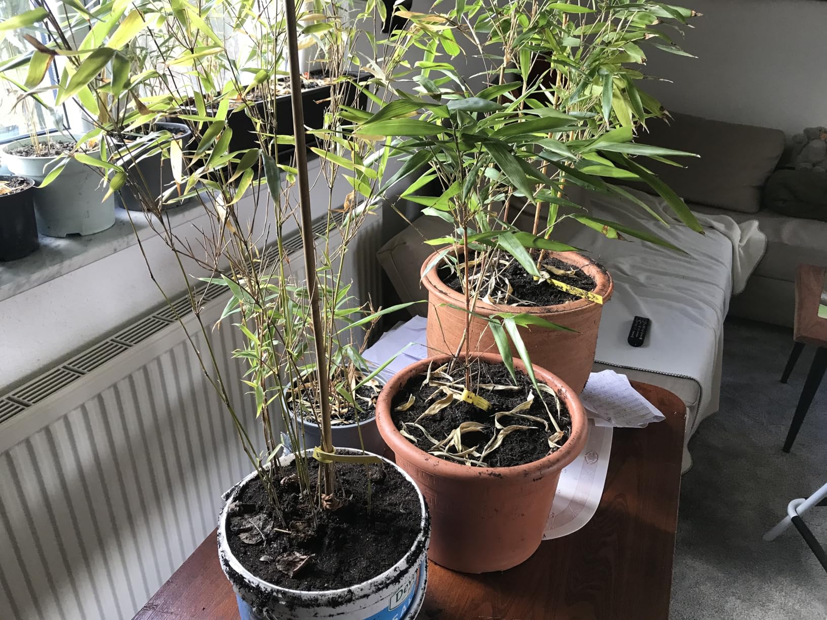 Gute Jungpflanzen