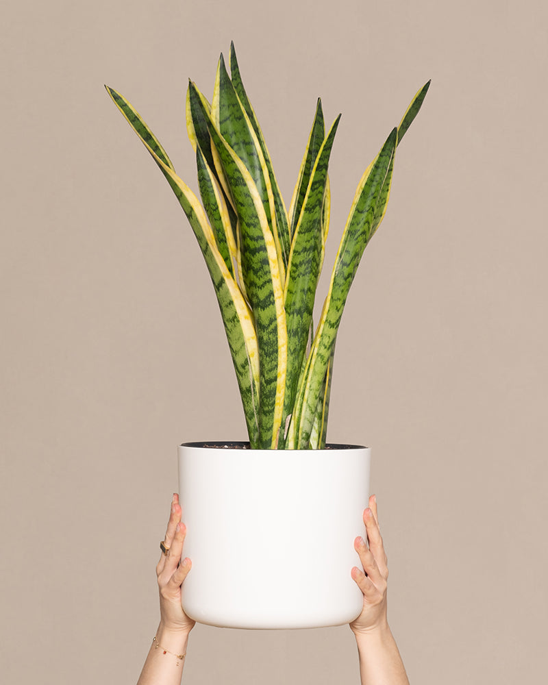 feey-gro-e-schwiegermutterzunge-laurentii-xl-60-70-cm-sansevieria image 1
