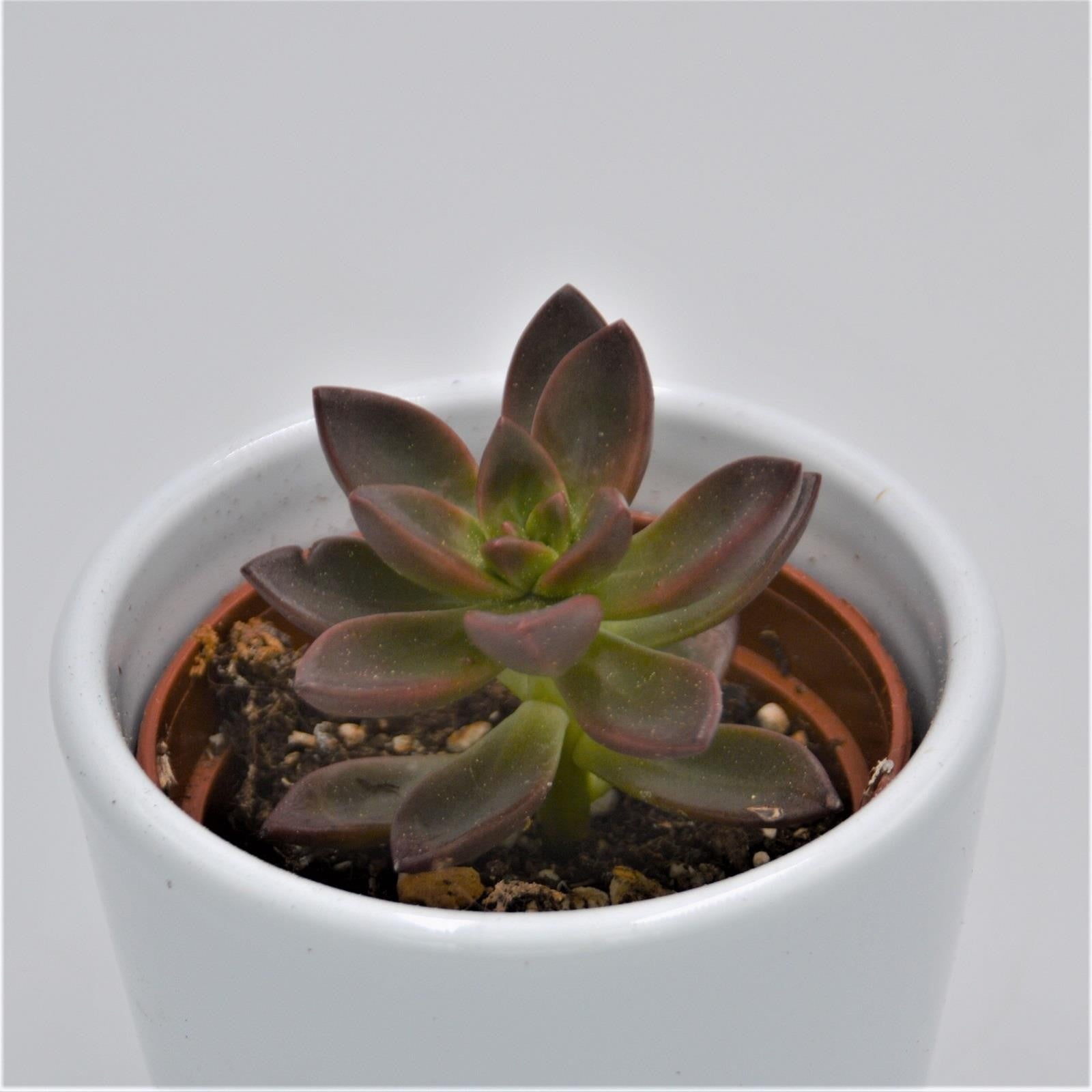 pasiora-x-sedeveria-sorrento-sukkulente-6cm-topf image 1
